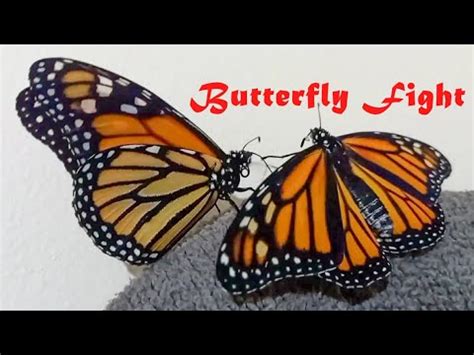 WATCH IMA BUTTERFLY FIGHT 